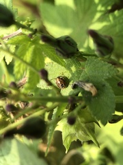 Eysarcoris guttigerus