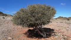 Boscia foetida foetida