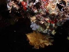 Entoprocta