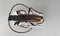 Aneflomorpha seminuda