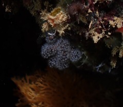 Entoprocta