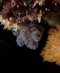 Entoprocta
