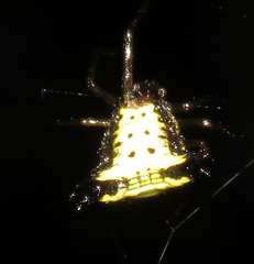 Micrathena plana
