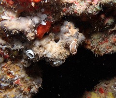 Glossodoris rufomarginata