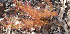 Drosera stolonifera