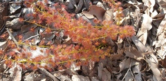 Drosera stolonifera