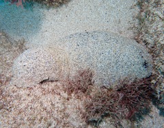 Holothuria whitmaei