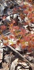 Drosera stolonifera