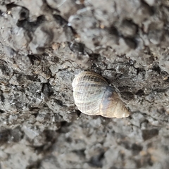 Austrolittorina cincta