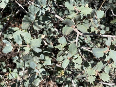 Quercus turbinella