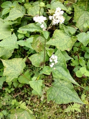 Fagopyrum esculentum