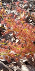 Drosera stolonifera