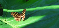 Herona marathus