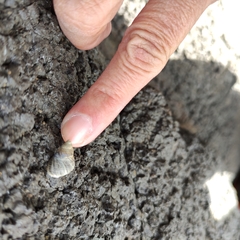 Austrolittorina cincta