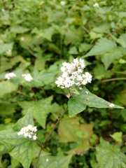 Fagopyrum esculentum