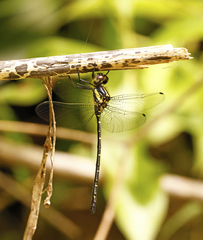 Eusynthemis nigra