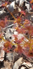 Drosera stolonifera