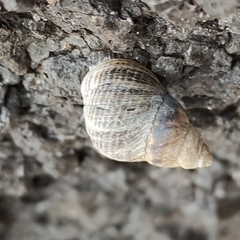 Austrolittorina cincta