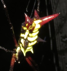 Micrathena kirbyi
