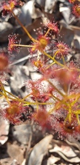 Drosera stolonifera