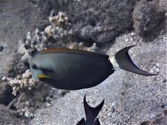 Acanthurus nigricauda