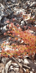 Drosera stolonifera