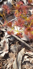 Drosera stolonifera