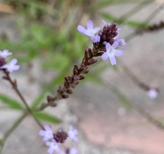 Verbena menthifolia