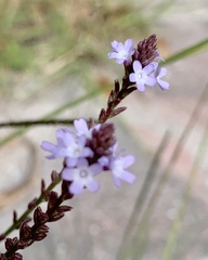 Verbena menthifolia