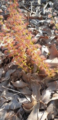 Drosera stolonifera