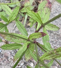 Verbena menthifolia