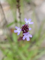 Verbena menthifolia