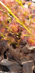 Drosera stolonifera