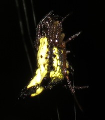Micrathena plana