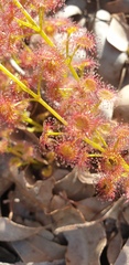 Drosera stolonifera