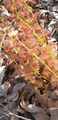 Drosera stolonifera