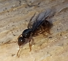 Lasius flavus