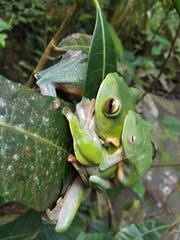 Rhacophorus malabaricus