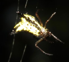 Micrathena plana