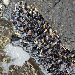 Xenostrobus neozelanicus