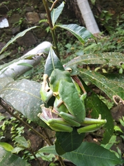 Rhacophorus malabaricus