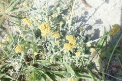 Helichrysum revolutum