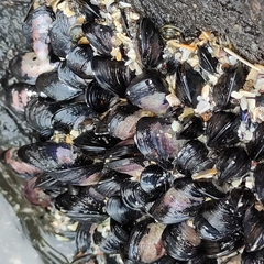 Xenostrobus neozelanicus