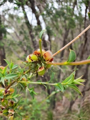 Pultenaea reticulata