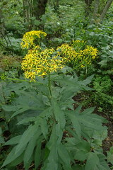 Jacobaea cannabifolia