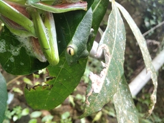 Rhacophorus malabaricus