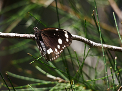 Euploea core corinna