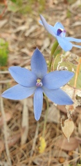 Thelymitra graminea
