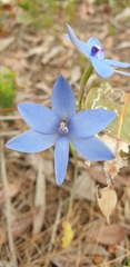 Thelymitra graminea
