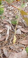 Thelymitra graminea